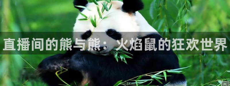飞速 直播：直播间的熊与熊：火焰鼠的狂欢世界